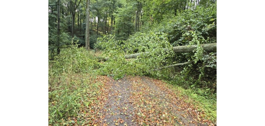 Ein umgefallener Baum blockiert den Weg