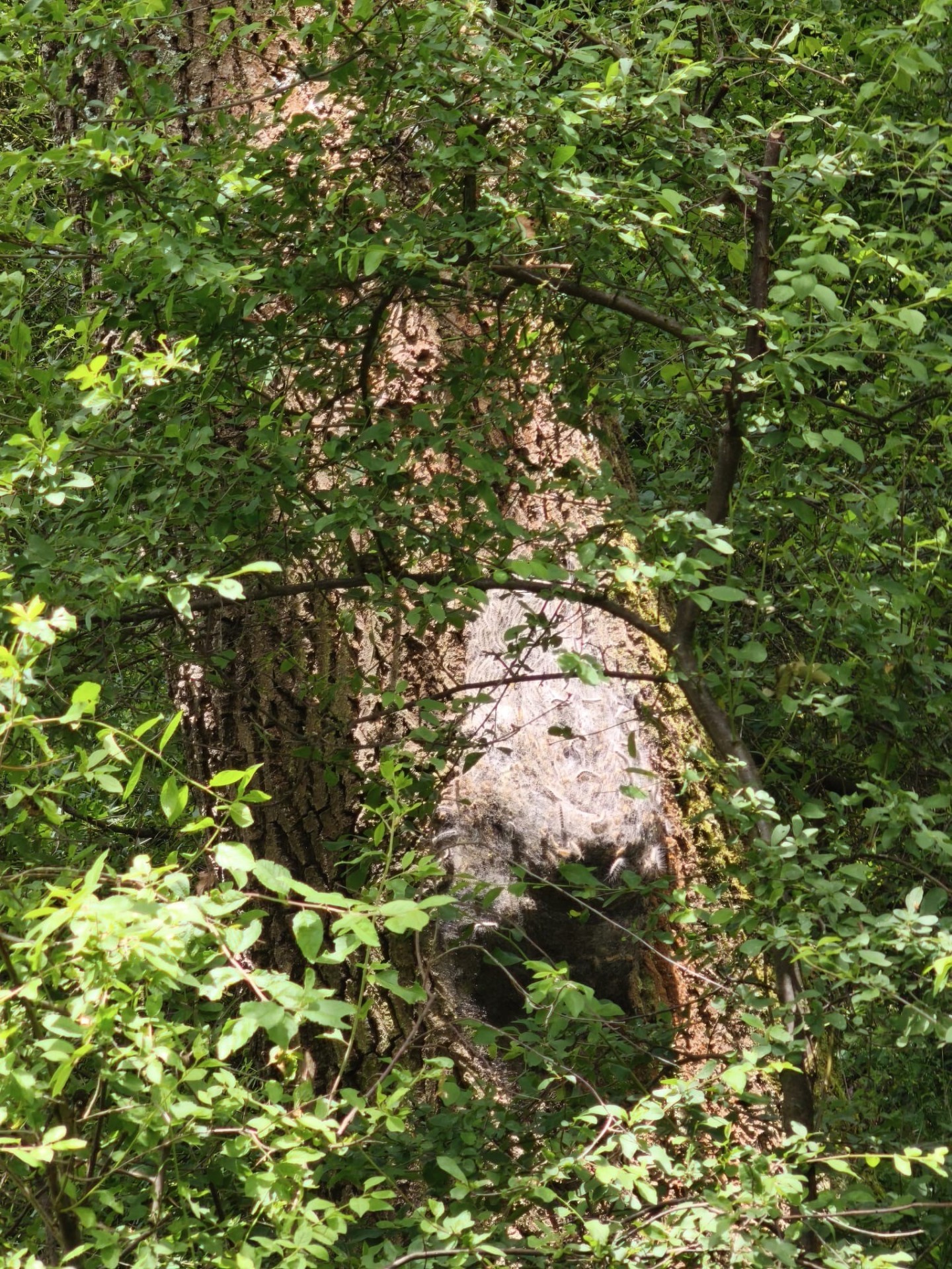 Nest im Baum