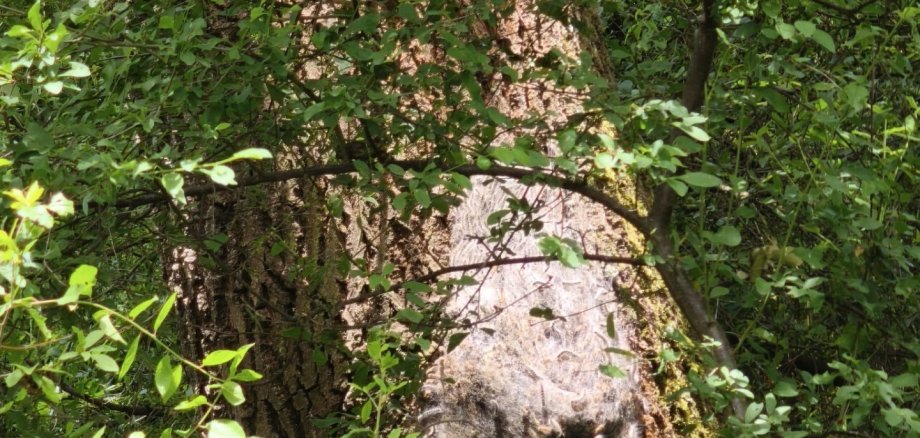 Nest im Baum