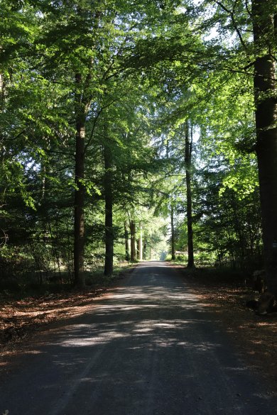 Waldweg