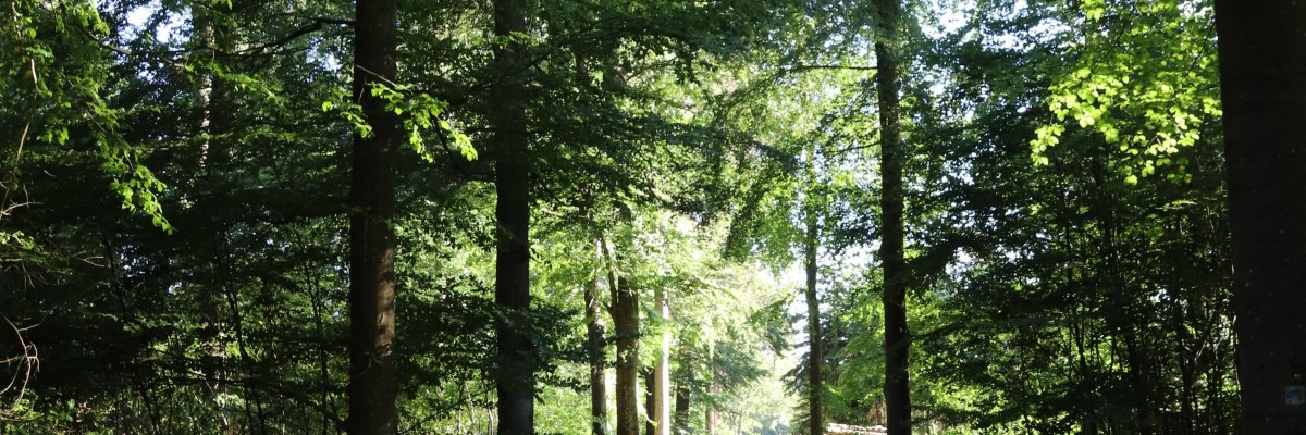 Waldweg